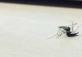 Ученые выяснили, какая музыка может спасти от комаров - НТР 24