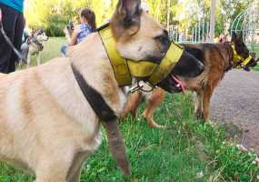 Будущих собаководов могут заставить сдавать специальный экзамен - НТР 24