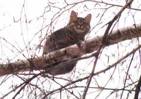 В Нижнекамске неравнодушный водитель подъемника помог спасти застрявшего на дереве кота