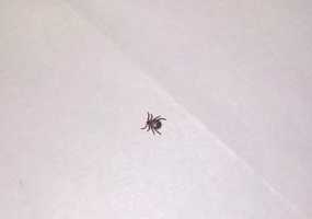 В России начали просыпаться клещи - НТР 24