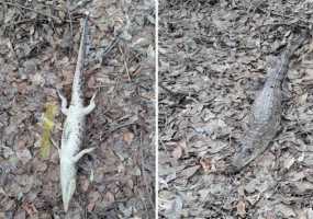 В лесу в Оренбургской области найдено тело молодого крокодила