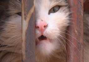 Нижнекамские журналисты спасли кошку из недельного заточения - НТР 24