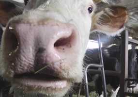 Сироты из Нижнекамска научатся доить коров и узнают все об укладе сельской жизни - НТР 24