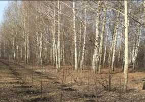 В Нижнекамске усилят борьбу с лесными пожарами - НТР 24