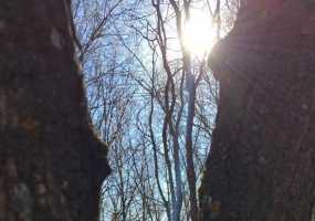 Этой весной от укуса клещей уже пострадали 13 жителей Нижнекамска - НТР 24