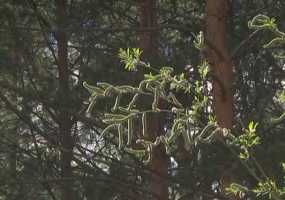 В Татарстане прогнозируется сильный ветер и около +18 градусов - НТР 24