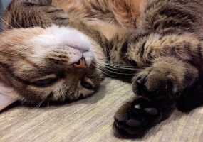 Кондитерам, работающим на дому, запретят заводить кошек - НТР 24