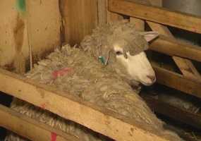 Школа записала в ученики 15 баранов - НТР 24