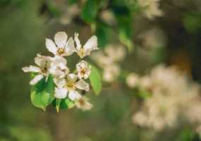В ближайшие дни в Нижнекамске возможны заморозки - НТР 24