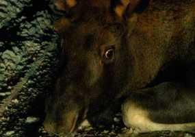 Участниками ДТП в Нижнекамске все чаще становятся лоси - НТР 24