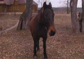 При продаже коня житель Нижнекамского района лишился крупной суммы денег