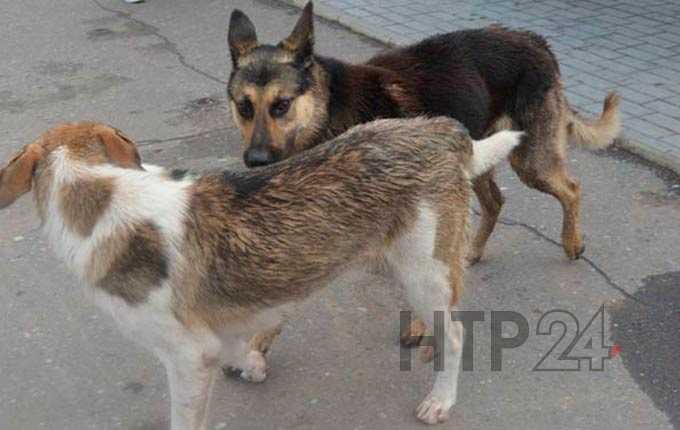 В Татарстане хотят закрыть приют для собак