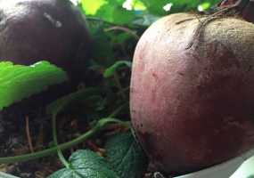 Кому нельзя есть свеклу и сельдерей - НТР 24