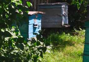 В Нижнекамском районе агрессивные пчелы нападают на людей
