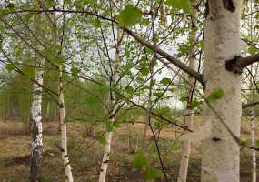 В родительскую субботу и в Троицу жители Нижнекамска смогут доехать на городское кладбище на автобусах - НТР 24