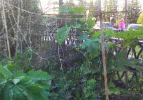 Нижнекамец встревожен появлением борщевика в городе - НТР 24