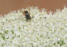 В Нижнекамске 10 человек пострадали от борщевика, 1 попал в больницу в тяжелом состоянии - НТР 24