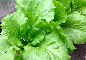 10 привычных для россиян продуктов, запрещенных в других странах - НТР 24