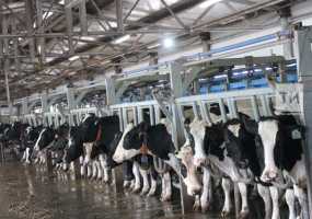 В Татарстане впервые было произведено более 4 тыс. тонн молока в сутки