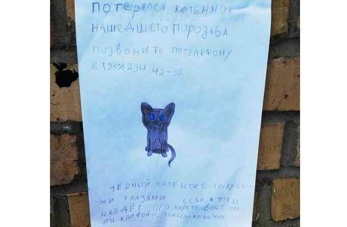 Нижнекамцы увидели необычное объявление о потере котенка