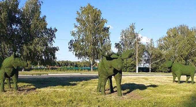 В Нижнекамске вдоль одной из оживленных городских трасс пасутся лоси