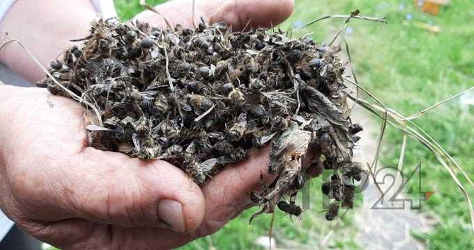 В Нижнекамском районе массово гибнут пчелы