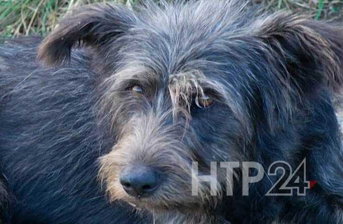 В Нижнекамском районе стая собак держит в страхе целое село