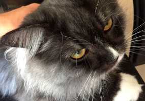 Врачи рассказали, почему людям нельзя спать с кошкой - НТР 24