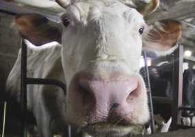 Медики рассказали, сколько молока можно пить в день - НТР 24