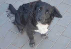 В России могут снизить возраст уголовной ответственности для живодеров - НТР 24