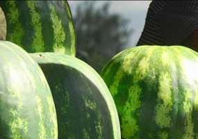 Медики не рекомендует покупать ранние арбузы - НТР 24