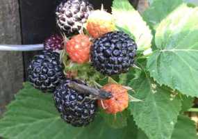 Россиянам ограничили вывоз фруктов из-за границы - НТР 24