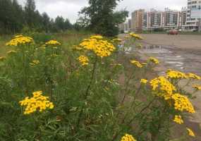 Прогноз погоды в Нижнекамске: сейчас +18 градусов и пасмурно, ожидаются осадки - НТР 24