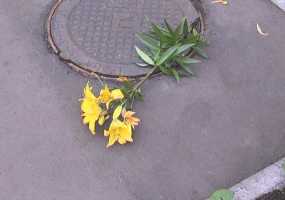 Жильцы дома в Нижнекамске "вычисляют" неизвестного, разорившего пышную клумбу с цветами - НТР 24