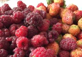 Татарстанцам расскажут о качестве ягод, фруктов и овощей - НТР 24