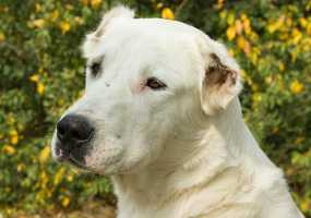 Медведев утвердил список из 12 пород собак, которые несут потенциальную угрозу - НТР 24