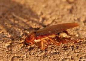 У человека нет шансов уничтожить тараканов - НТР 24