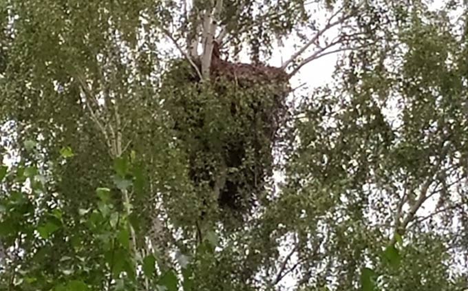 Высота гнезда орла в нацпарке «Нижняя Кама» достигла двух метров