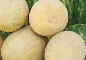 Главные секреты правильного выбора сладкой  дыни - НТР 24
