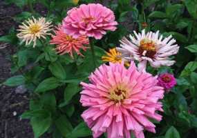 В Нижнекамске +14 градусов и дождливо, осадки буду продолжительными - НТР 24