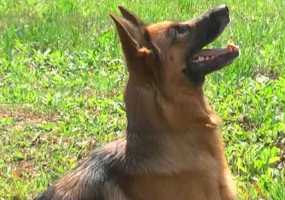 Собака спасла погребенного заживо человека - НТР 24