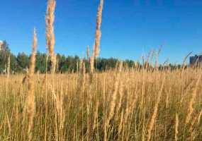 Прогнозы синоптиков: какой будет вторая половина августа - НТР 24