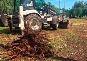 В Нижнекамске на центральном проспекте высадят новый яблоневый сад - НТР 24