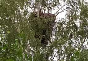 Высота гнезда орла в нацпарке «Нижняя Кама» достигла двух метров - НТР 24