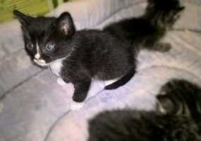 Кошатники помогли ученым выяснить причины любви их питомцев к траве - НТР 24