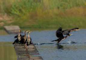 В окрестностях Нижнекамского района замечены редкие морские птицы – черные «гуси»