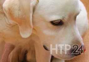 Как кошки и собаки помогают избавляться от стресса - НТР 24