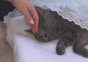 Чем грозят людям царапины, нанесенные кошками - НТР 24