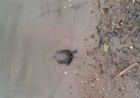 В Нижнекамском районе обнаружен считавшейся исчезнувшим вид черепахи