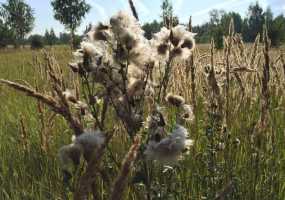 Синоптики гарантируют приход в центральную Россию бабьего лета - НТР 24